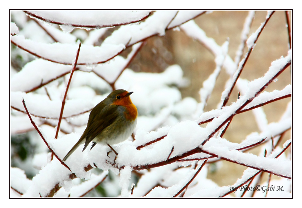 ~winterliches Rotkehlchen~