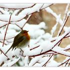 ~winterliches Rotkehlchen~