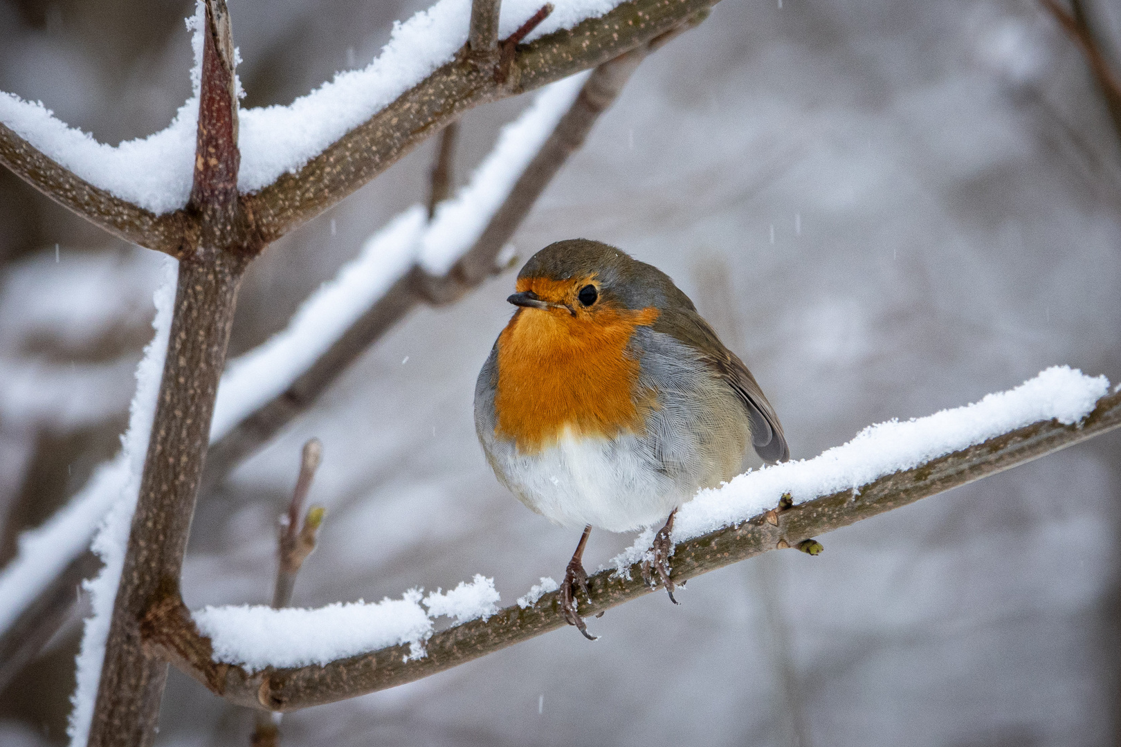 Winterliches Rotkehlchen 