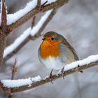 Winterliches Rotkehlchen 