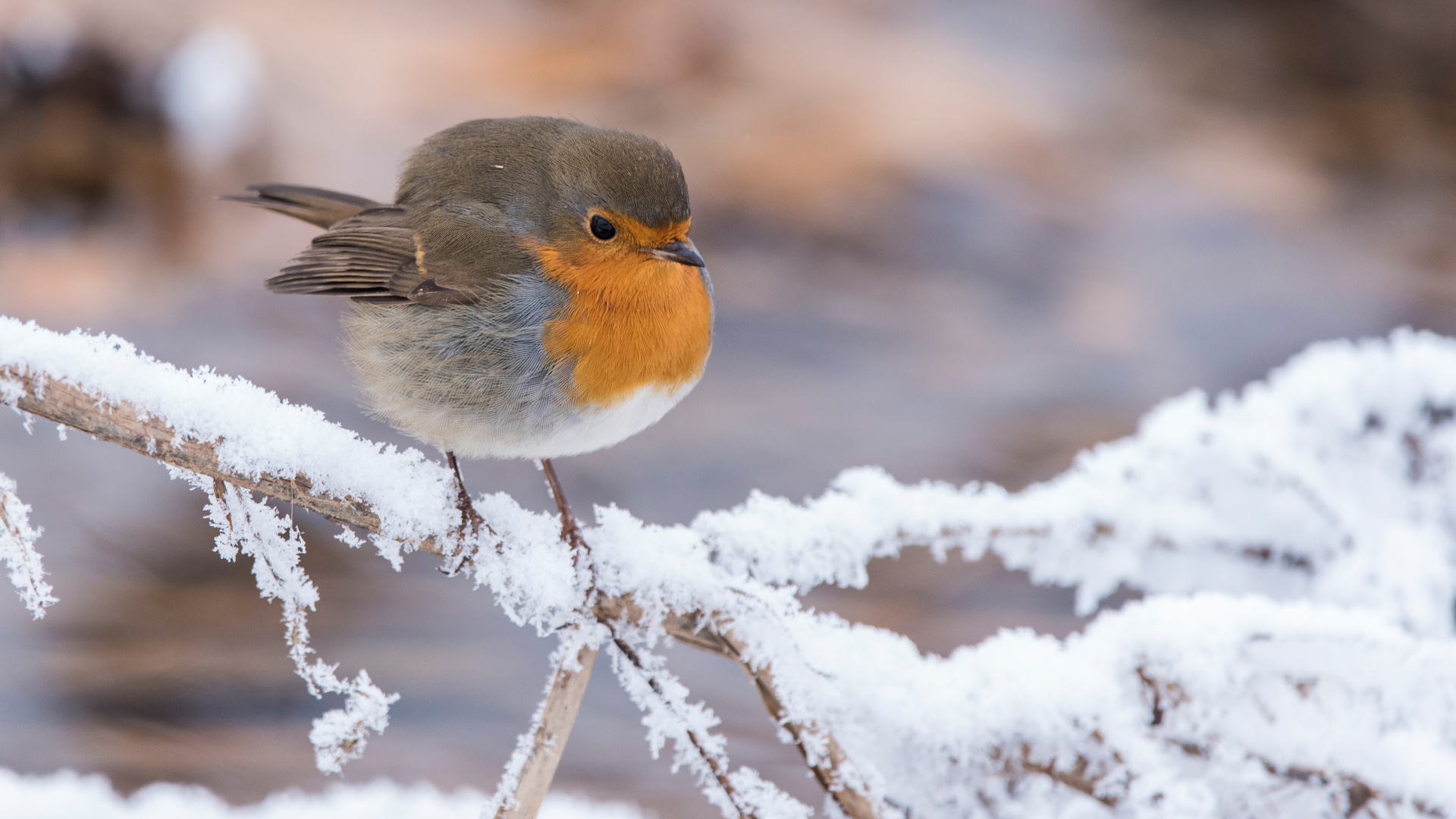 winterliches Rotkehlchen