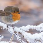 winterliches Rotkehlchen