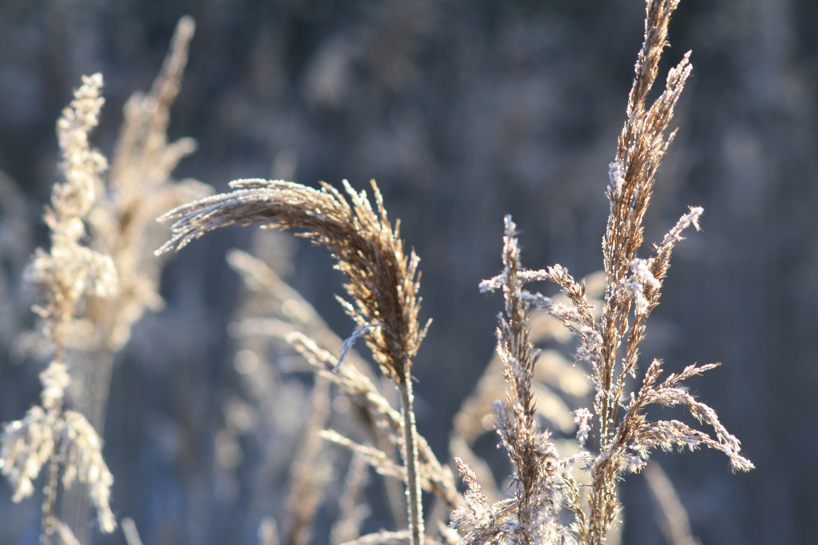 Winterliches Schilf