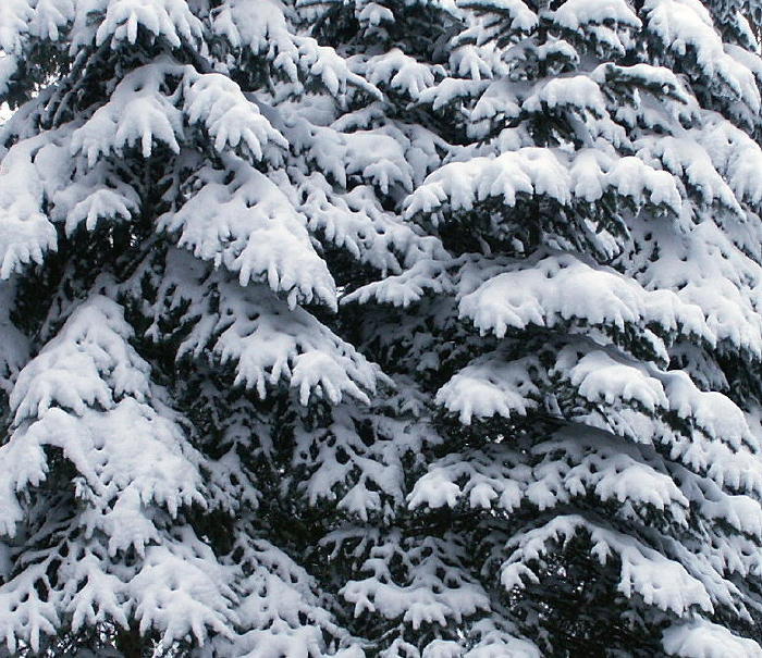 Winterliches Schneedach auf den Zweigen