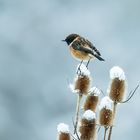 Winterliches Schwarzkehlchen