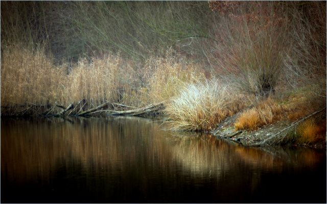 Winterliches Seeufer