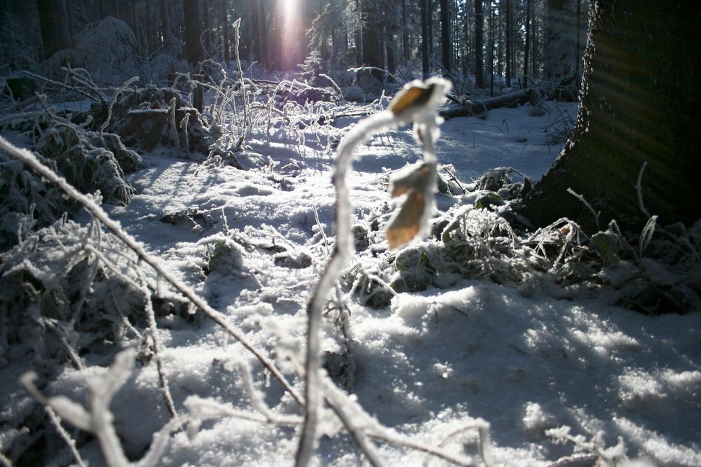 winterliches solarium by Sonja Bachmayer 