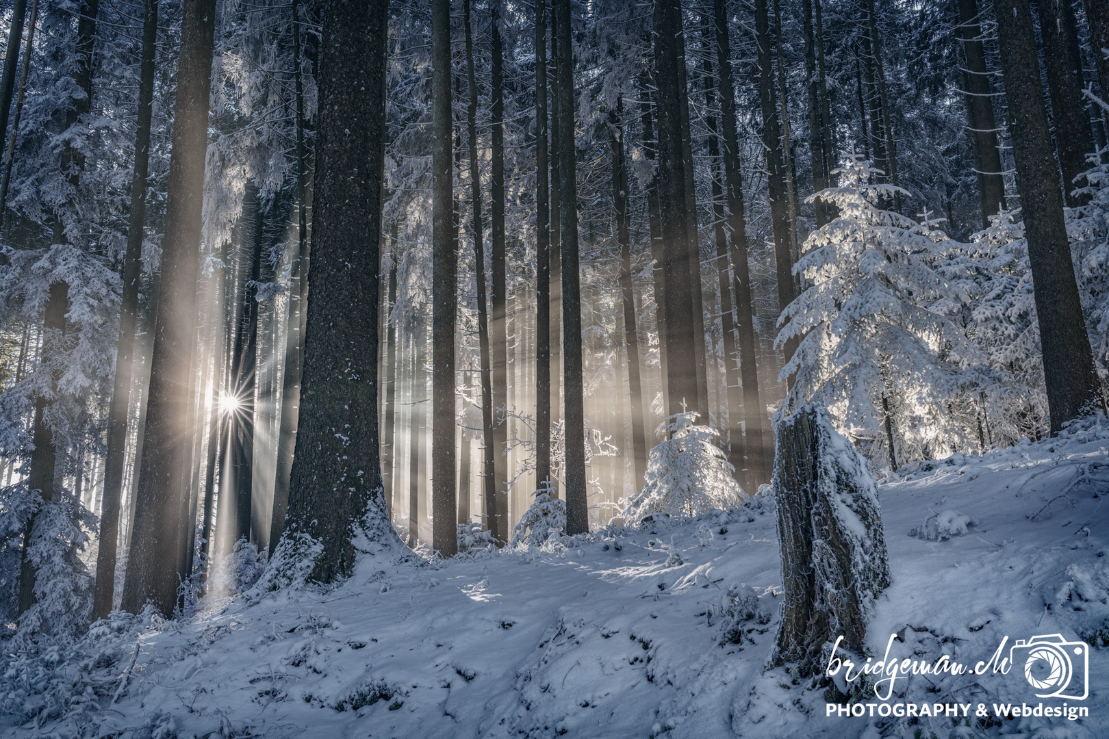 Winterliches Sonnenlicht