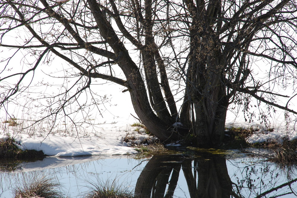 Winterliches Stillleben am Teich