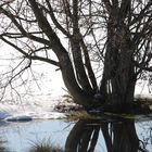 Winterliches Stillleben am Teich