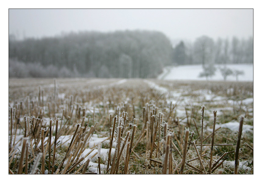 Winterliches Stoppelfeld