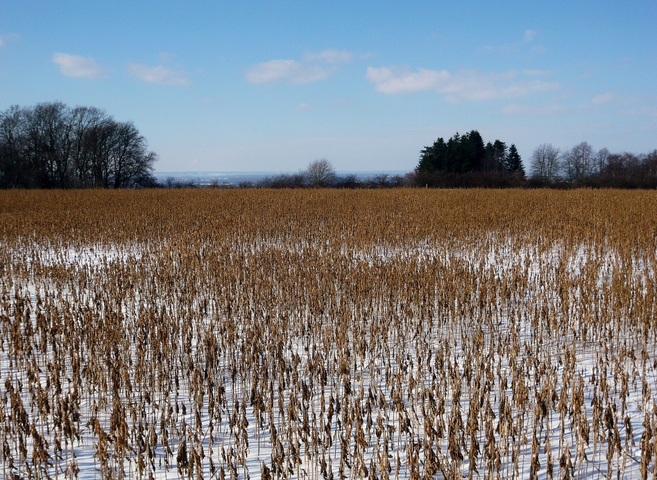 winterliches Stoppelfeld ...