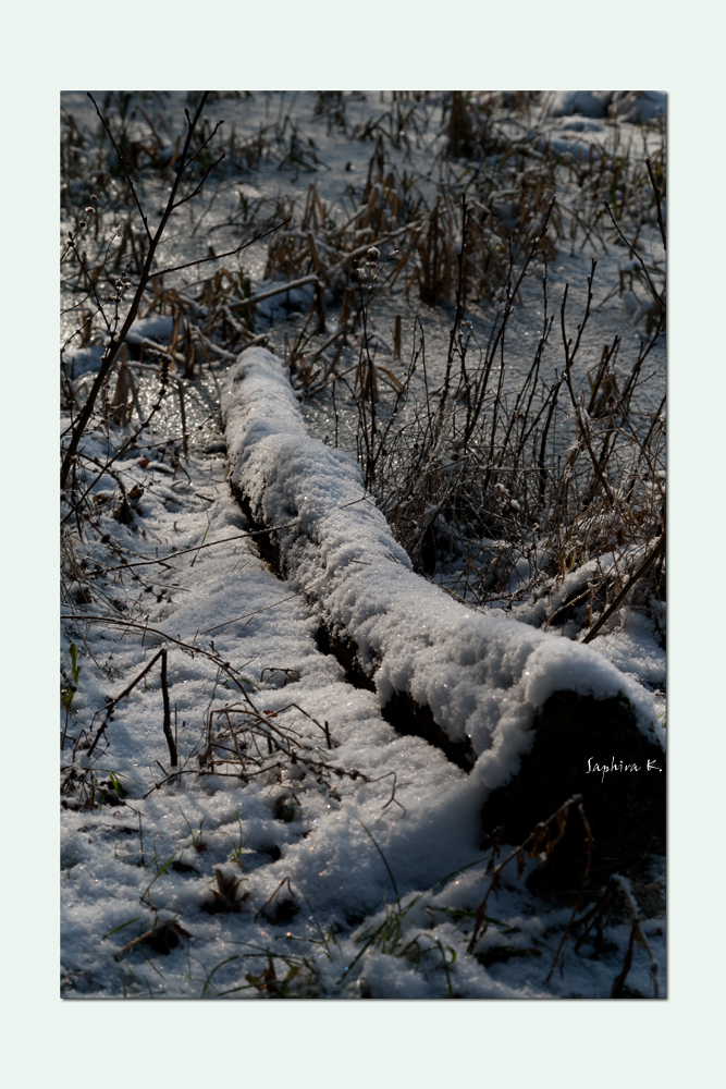 °Winterliches Treibgut°