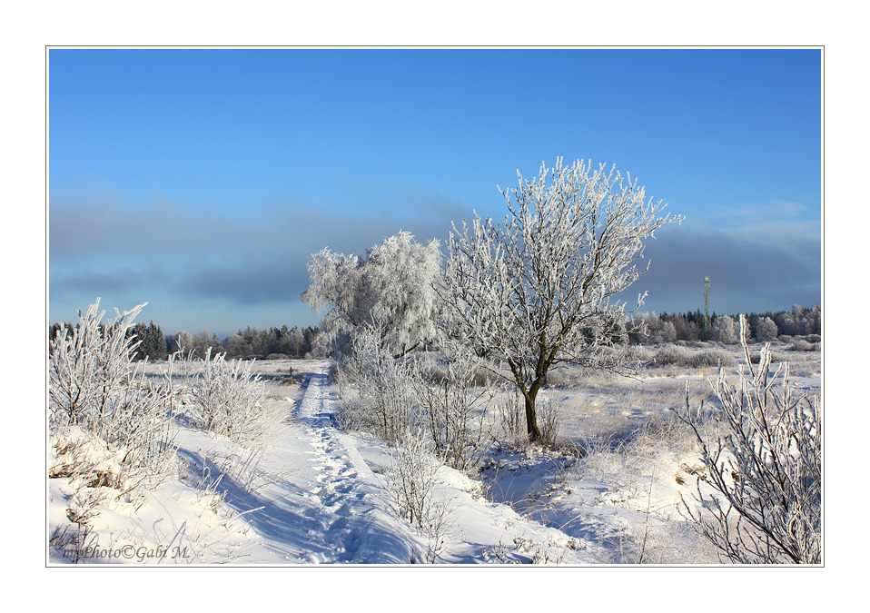 ~winterliches Venn~