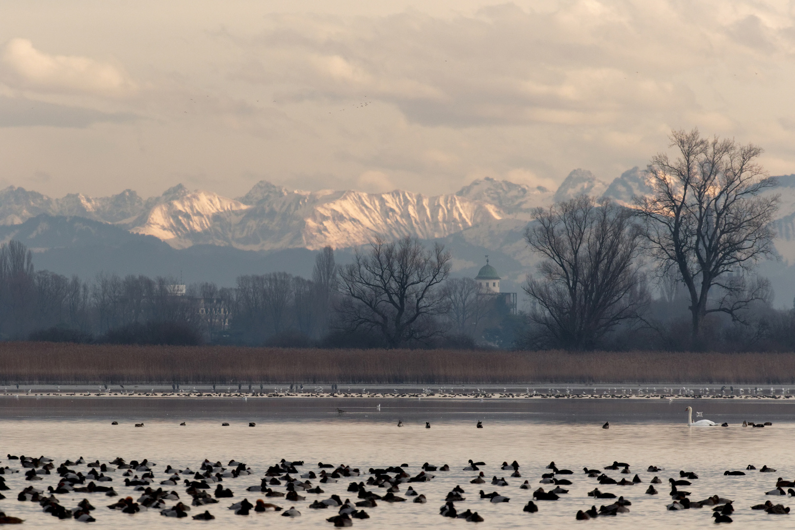Winterliches Vogelparadies Bodensee