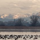 Winterliches Vogelparadies Bodensee