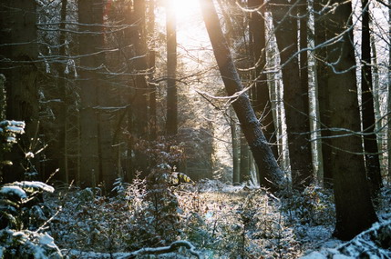 Winterliches Waldidyll