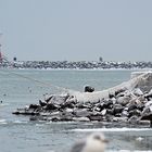 winterliches Warnemünde 2