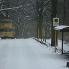 Winterlichster Grunewald