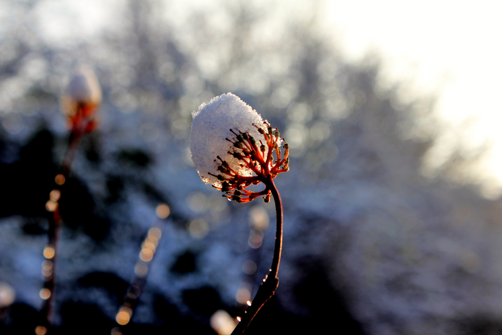 Winterlicht