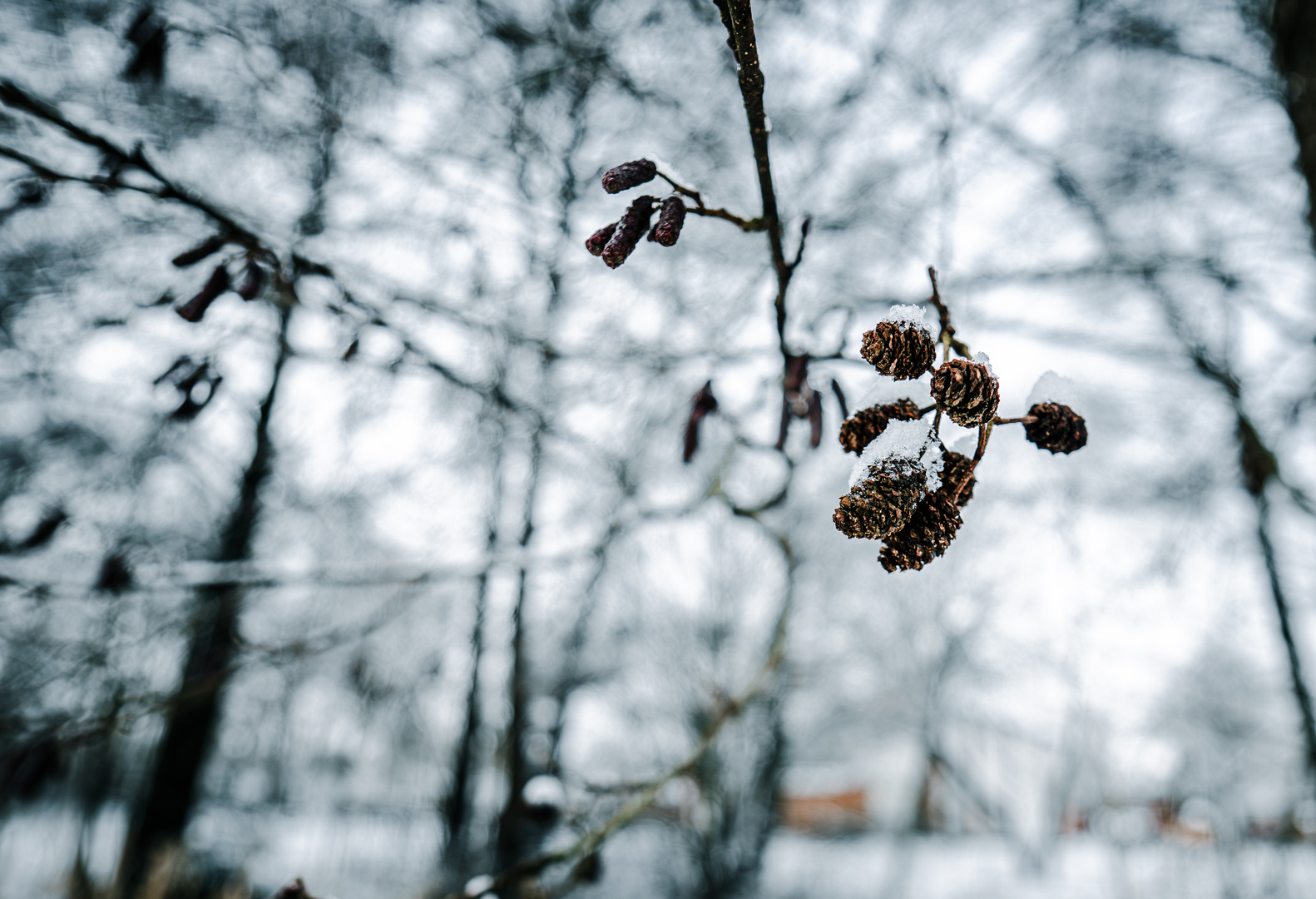 Winterlicht