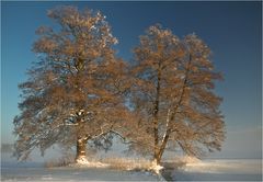 Winterlicht