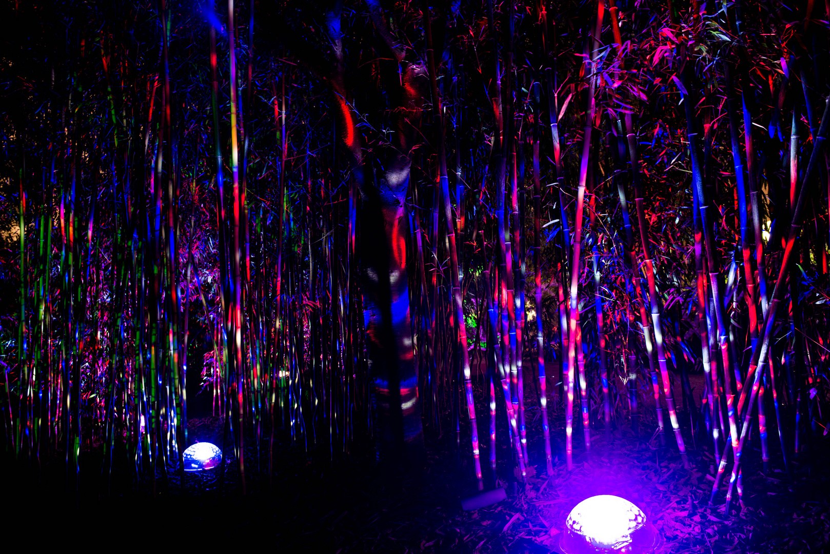 Winterlicht 2019 Palmengarten Frankfurt Foto Bild Reportage