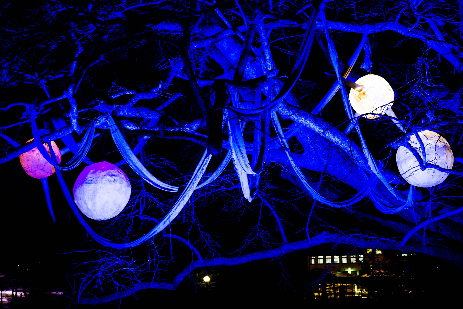 Winterlicht 2019 Palmengarten Frankfurt