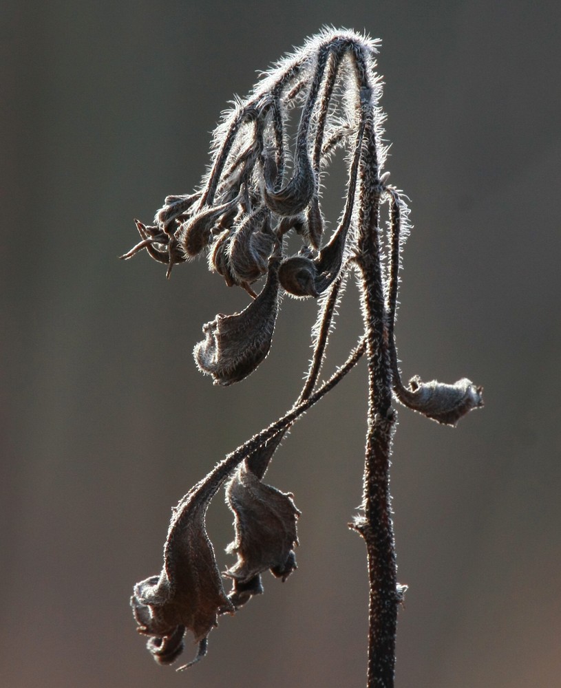 WINTERLICHT