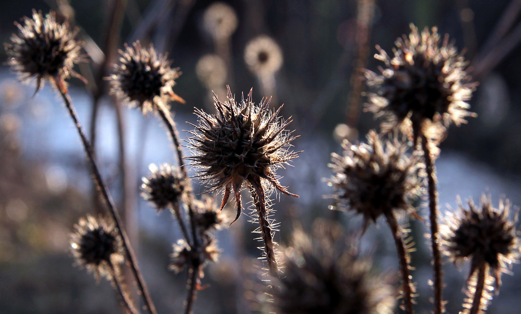 -winterlicht-