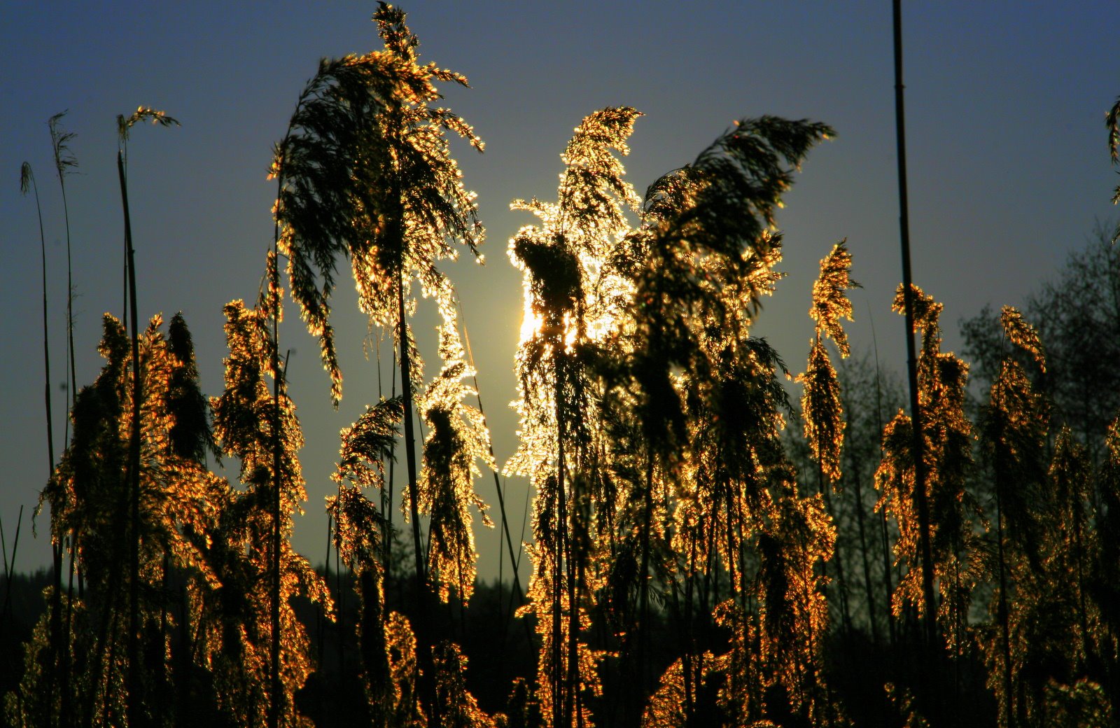 Winterlicht