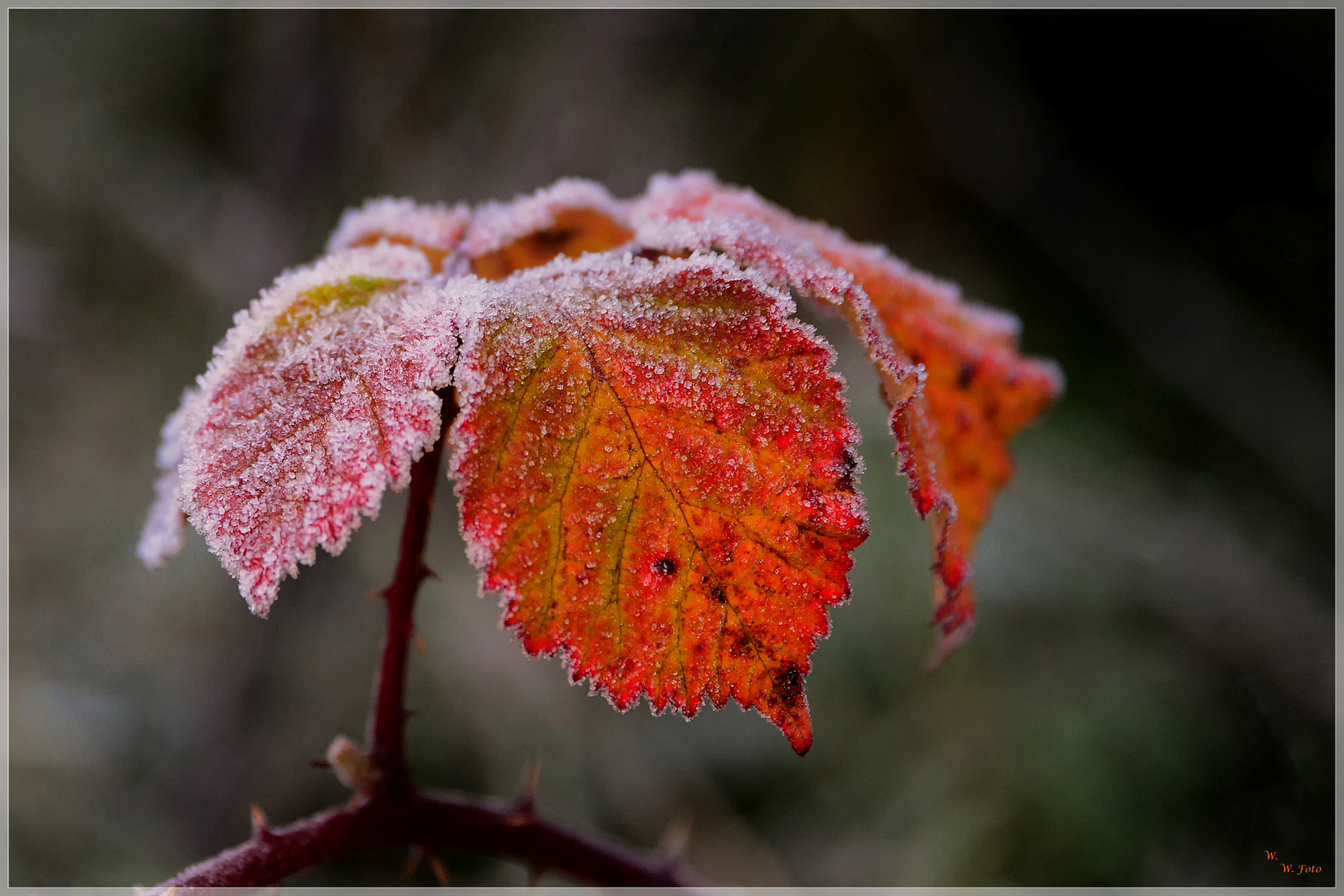 Winterlicht