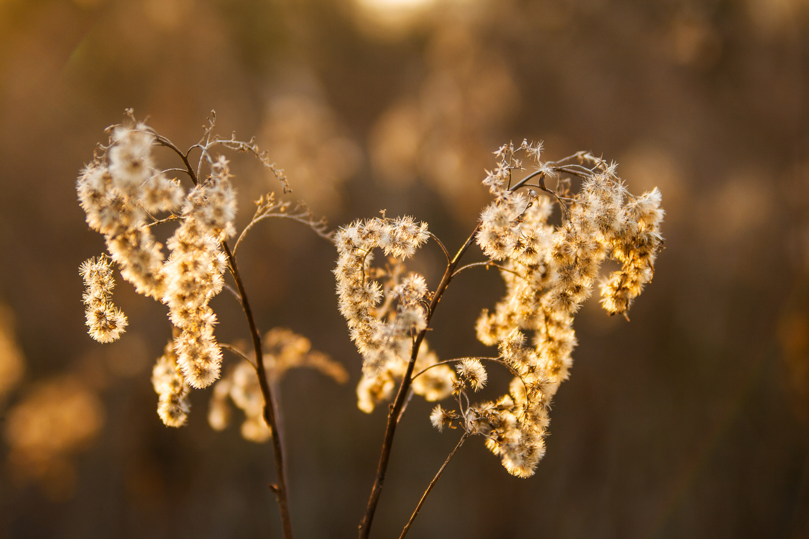 Winterlicht....