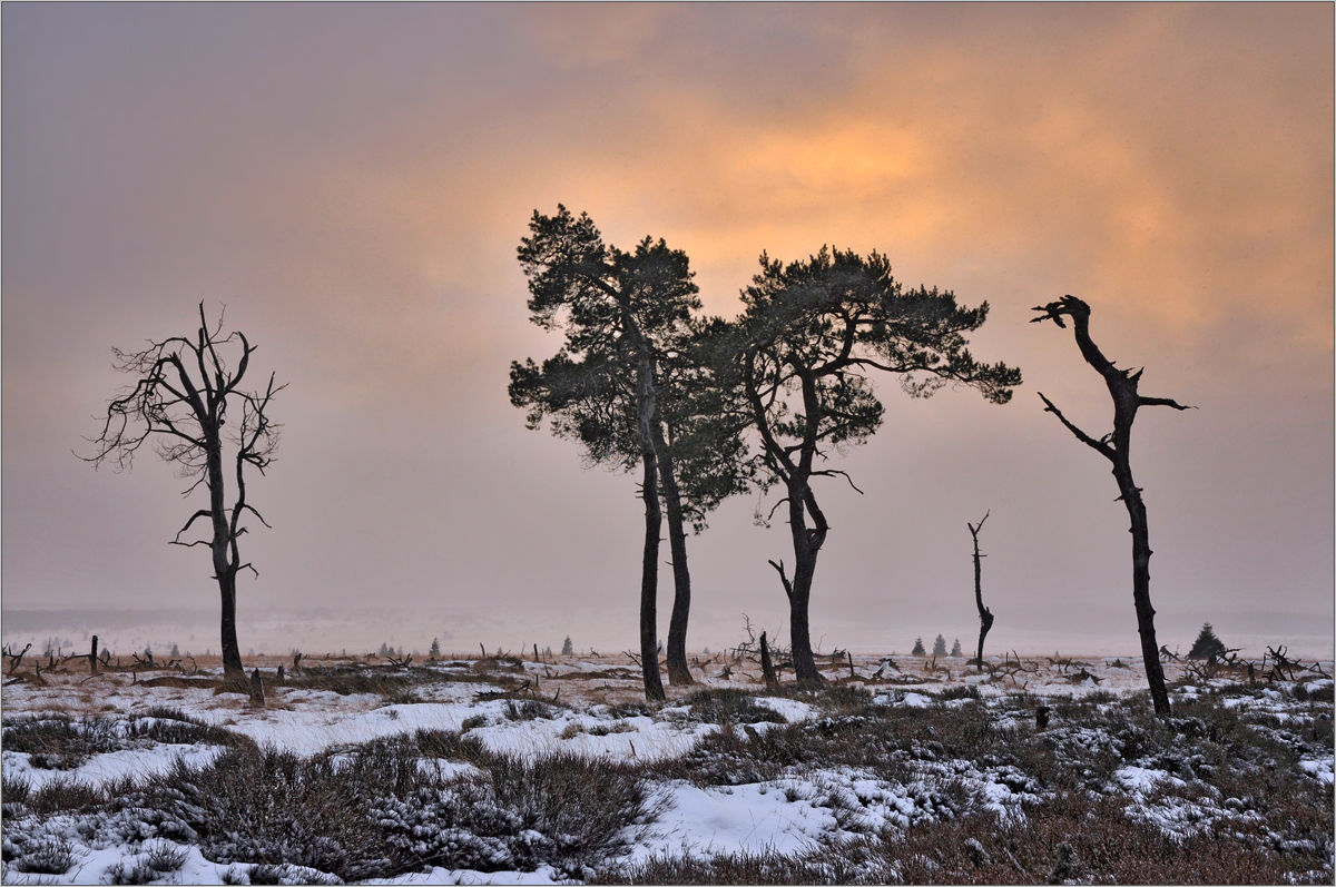 Winterlicht im Geisterwäldchen