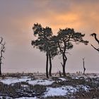 Winterlicht im Geisterwäldchen