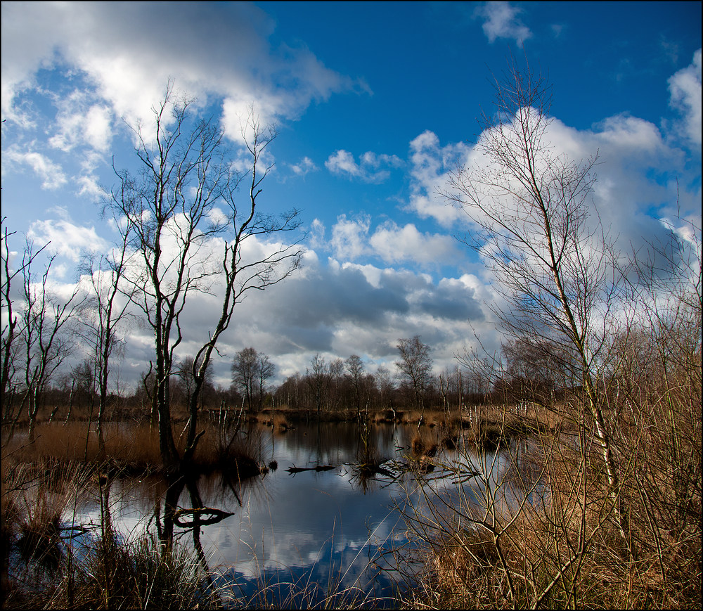 Winterlicht im Moor