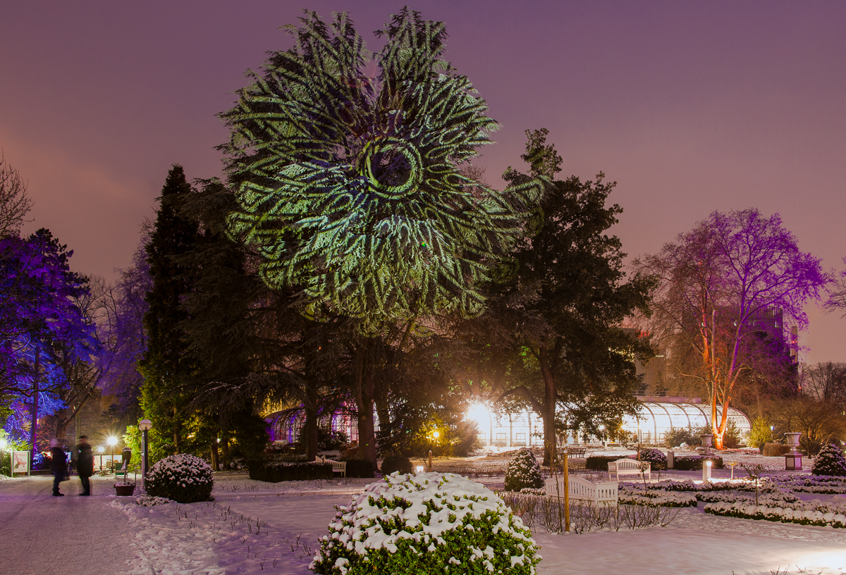 Winterlicht im Palmengarten 2