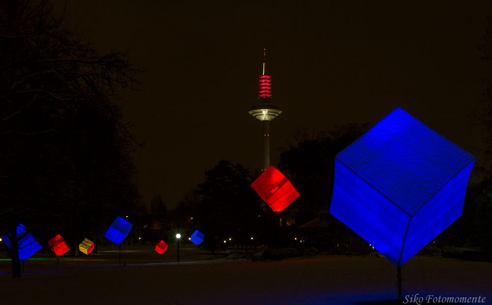 Winterlicht im Palmengarten III