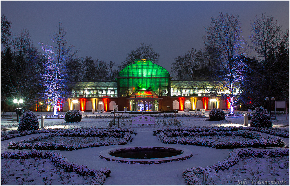 Winterlicht im Palmengarten V