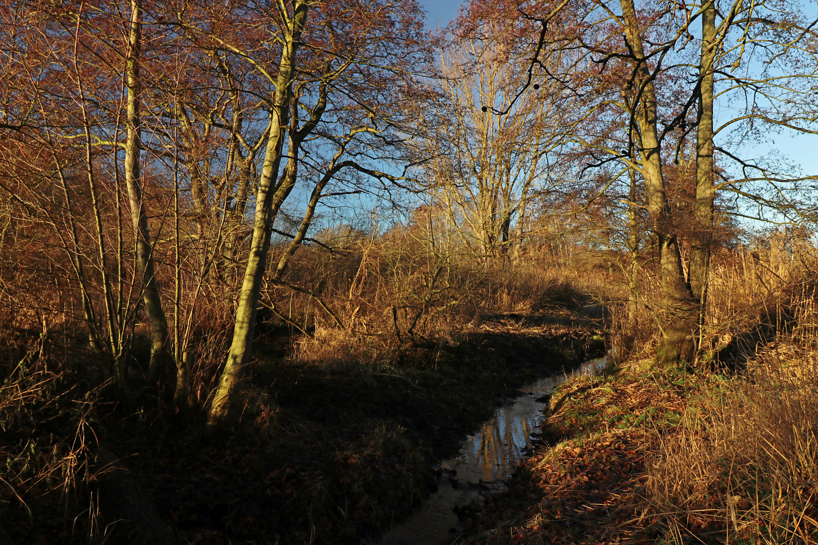 Winterlicht im Rohrbruch