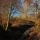 Winterlicht im Rohrbruch