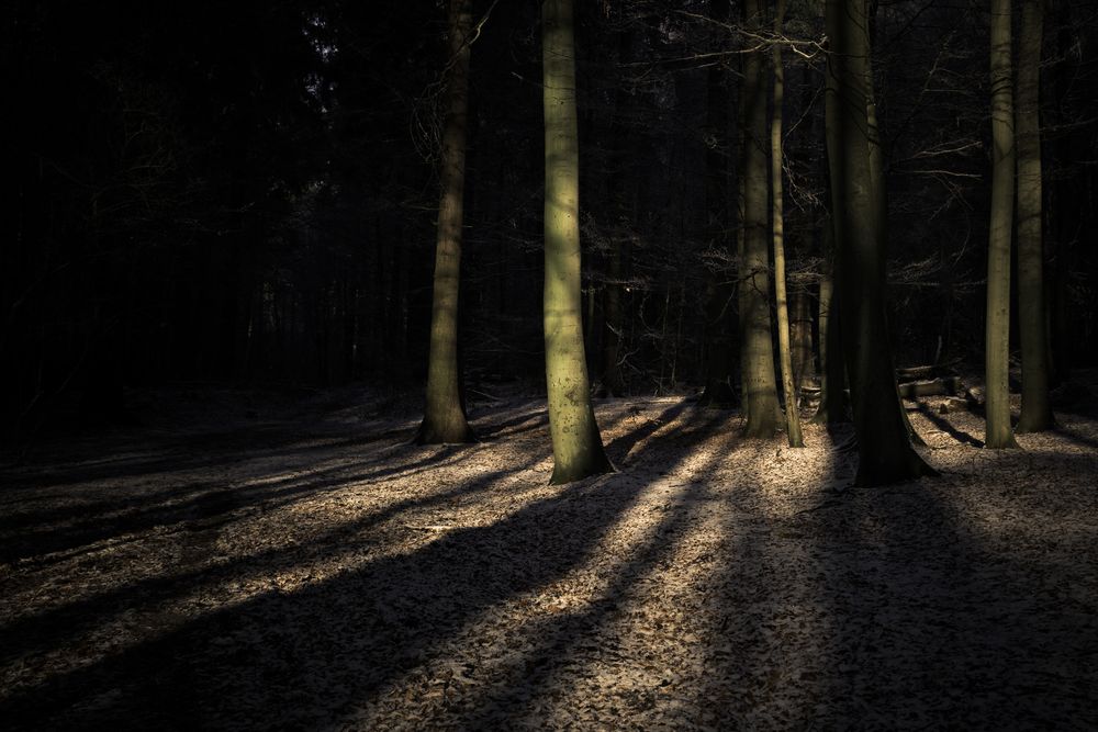 Winterlicht im Wald