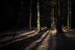 Winterlicht im Wald