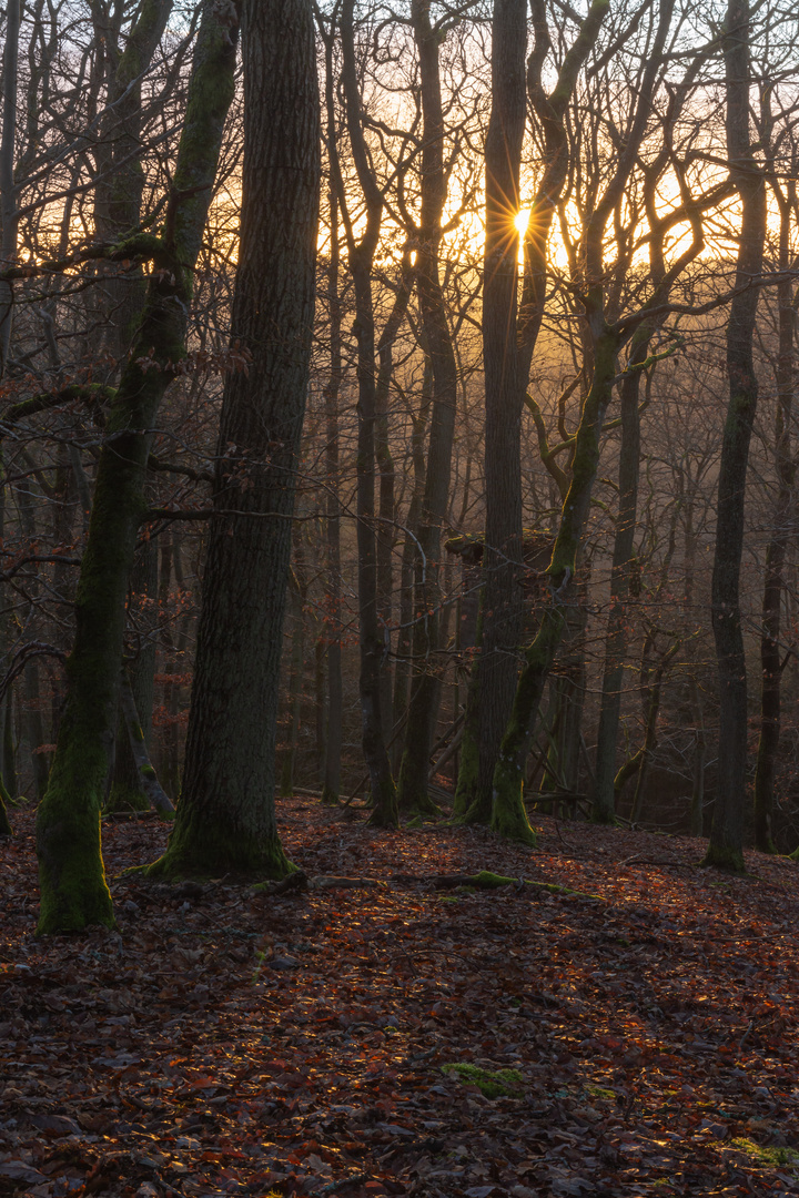 Winterlicht im Wald bei Fischbach, Taunus