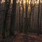 Winterlicht im Wald bei Fischbach, Taunus