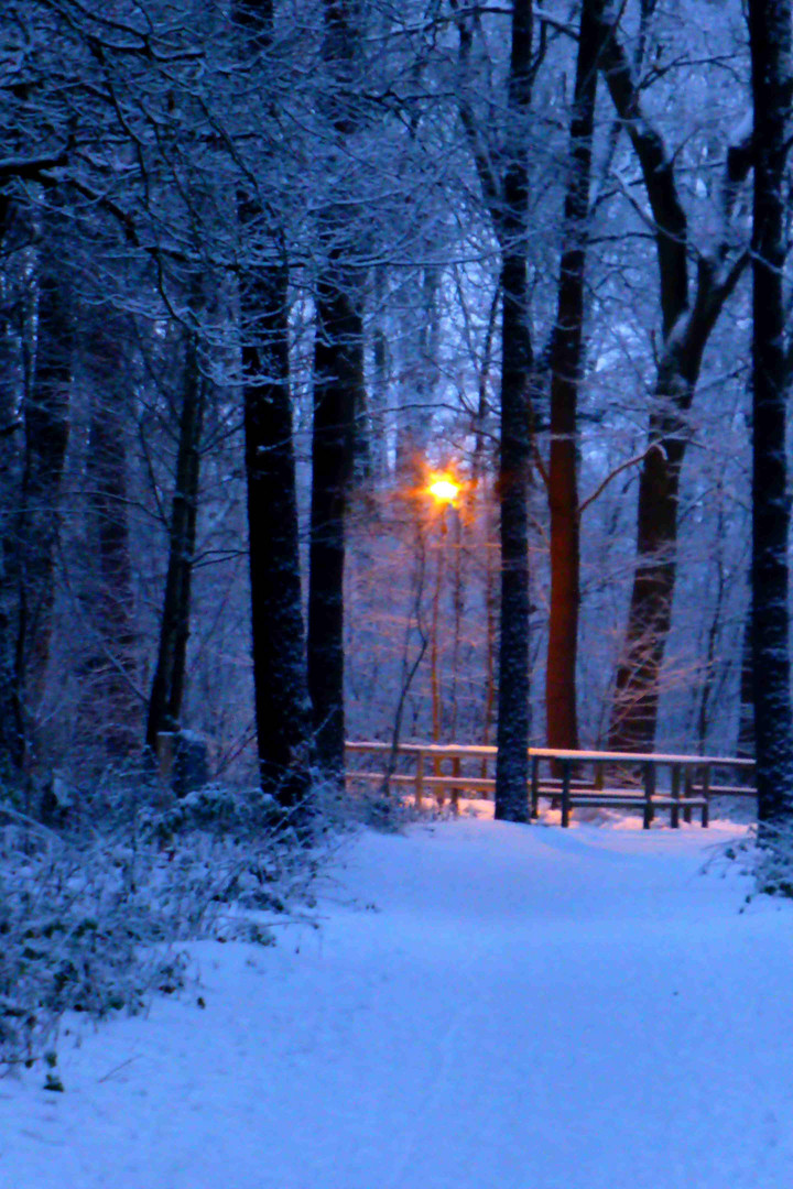 Winterlicht in der Großen-Heide, Hannover Bothfeld