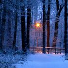 Winterlicht in der Großen-Heide, Hannover Bothfeld