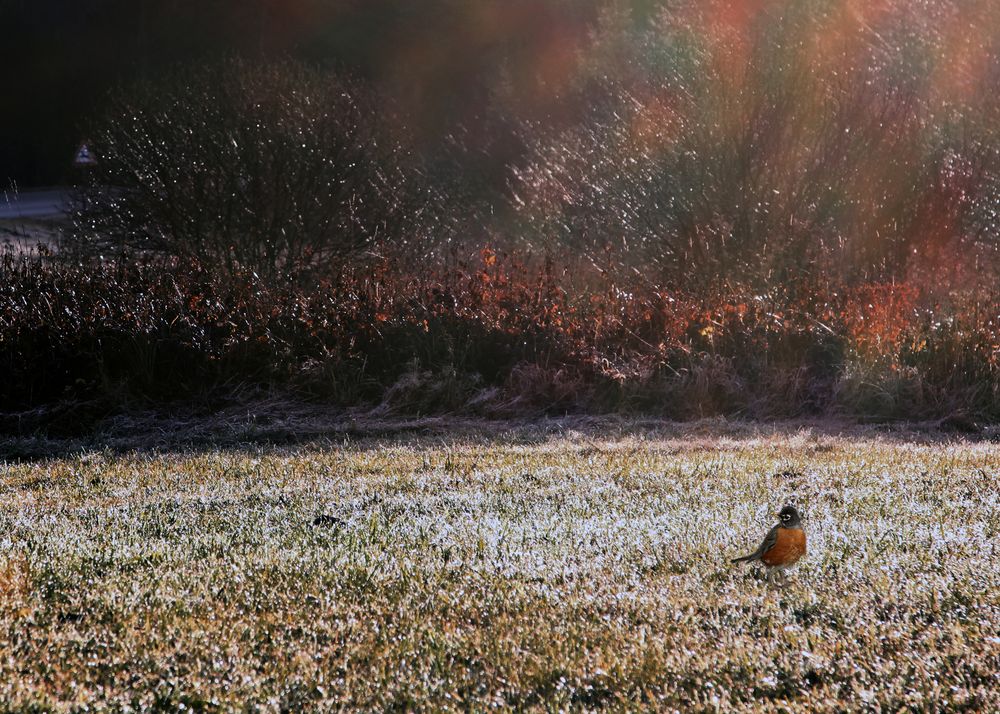 Winterlicht mit Vogel
