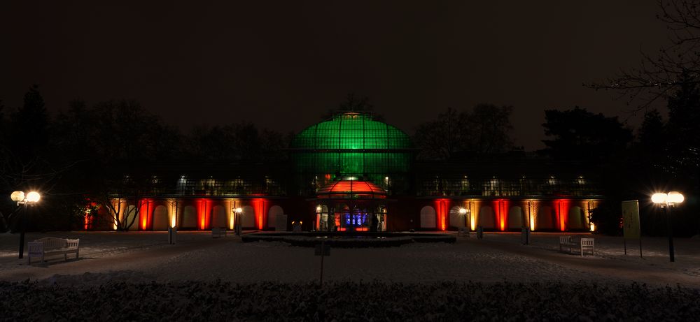 Winterlicht Palmengarten 01