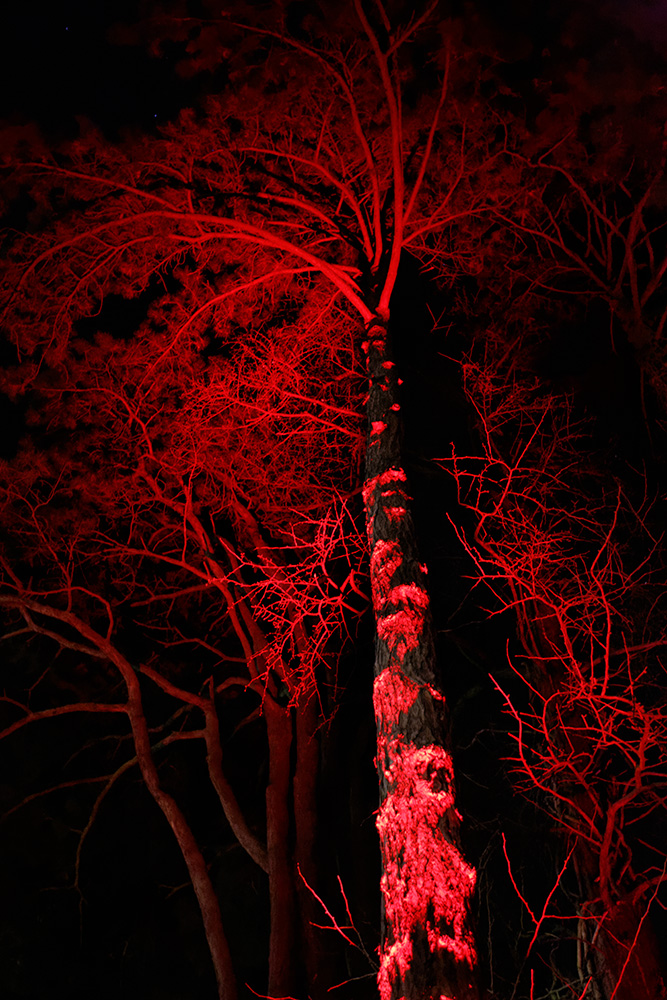 Winterlicht (XI), Palmengarten Frankfurt, 2014